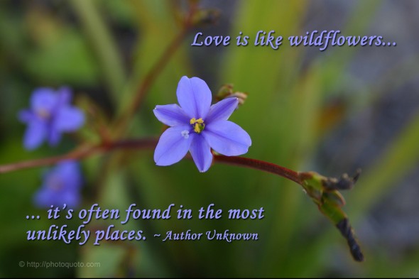 Love is like wildflowers ... it's often found in the most unlikely places. ~ 