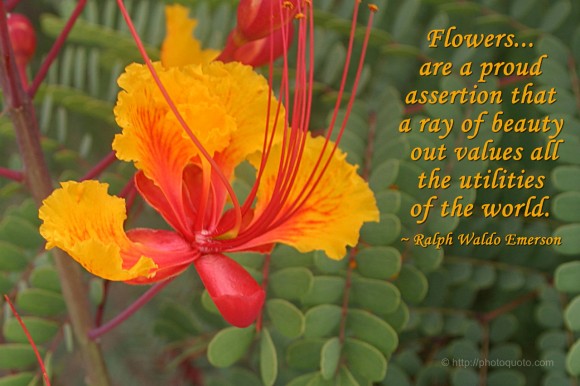 Flowers... are a proud assertion that a ray of beauty out values all the utilities of the world. ~ Ralph Waldo Emerson