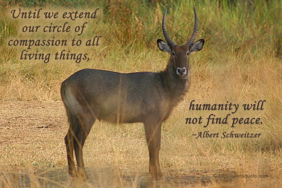 Until we extend our circle of compassion to all living things, humanity will not find peace. ~ Albert Schweitzer