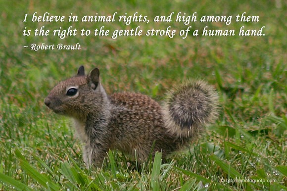 I believe in animal rights, and high among them is the right to the gentle stroke of a human hand. ~ Robert Brault