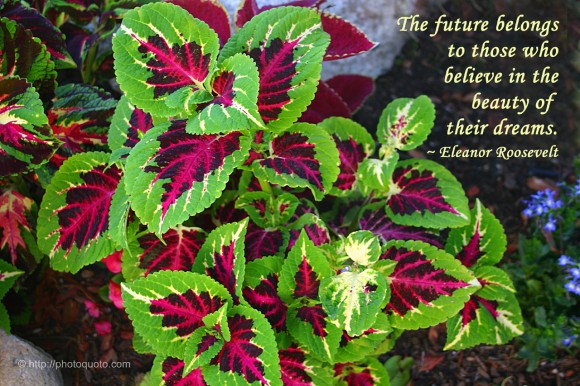 The future belongs to those who believe in the beauty of their dreams. ~ Eleanor Roosevelt