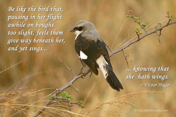 Be like the bird that, pausing in her flight awhile on boughs too slight, feels them give way beneath her, and yet sings, knowing that she hath wings. ~ Victor Hugo