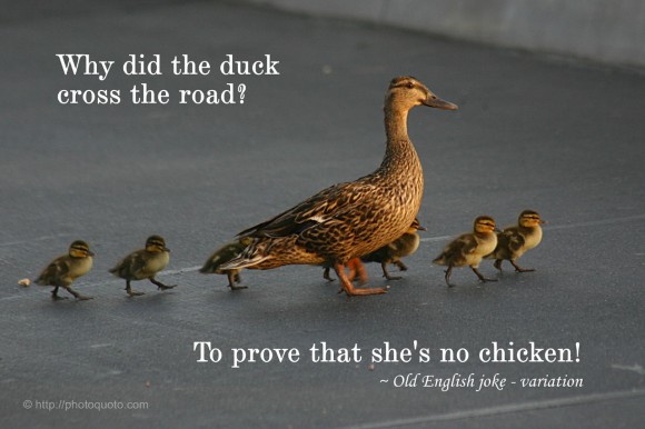 Why did the duck cross the road? To prove that she's no chicken. ~ Old English joke - variation