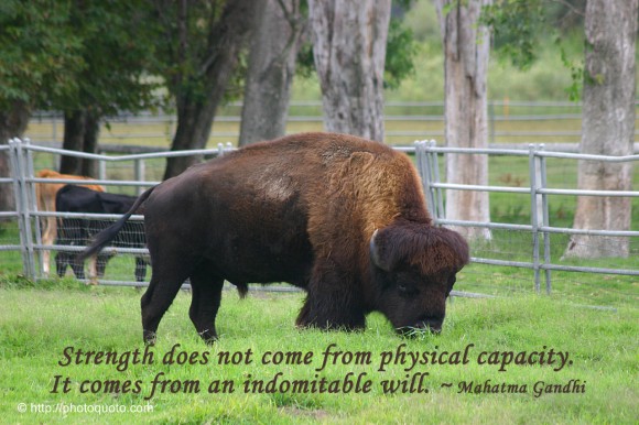 Strength does not come from physical capacity. It comes from an indomitable will. ~ Mahatma Gandhi 