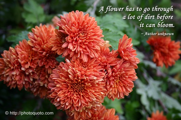 A flower has to go through a lot of dirt before it can bloom. ~ Author Unknown