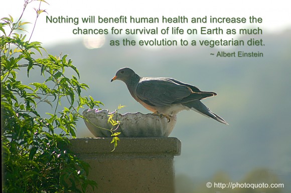 Nothing will benefit human health and increase the chances for survival of life on Earth as much as the evolution to a vegetarian diet. ~ Albert Einstein 