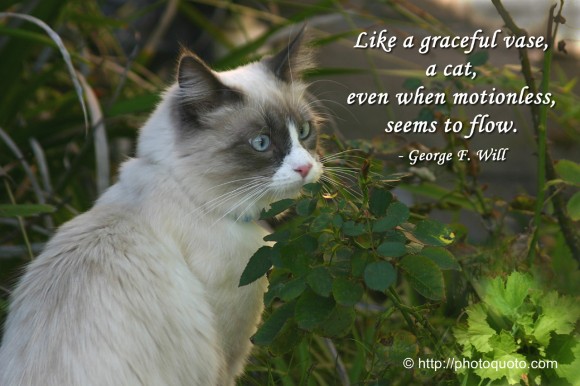Like a graceful vase, a cat, even when motionless, seems to flow. ~ George F. Will