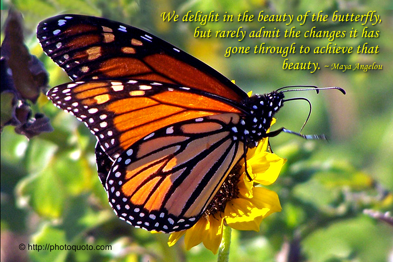 maya angelou butterfly quote