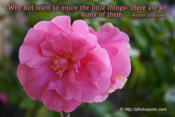 Why not learn to enjoy the little things - there are so many of them. ~ Author Unknown