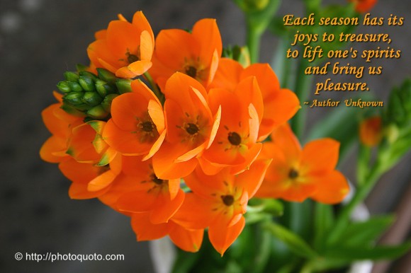 Each season has its joys to treasure, to lift one's spirits and bring us pleasure. ~ Author Unknown