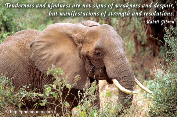 Tenderness and kindness are not signs of weakness and despair, but manifestations of strength and resolutions. ~ Kahlil Gibran