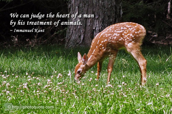 We can judge the heart of a man by his treatment of animals. ~ Immanuel Kant