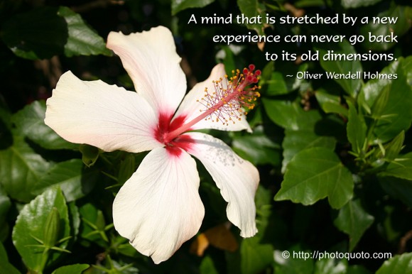 A mind that is stretched by a new experience can never go back to its old dimensions. ~ Oliver Wendell Holmes