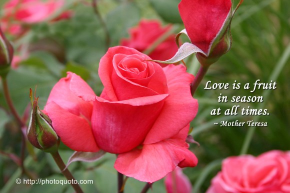 Love is a fruit in season at all times. ~ Mother Teresa