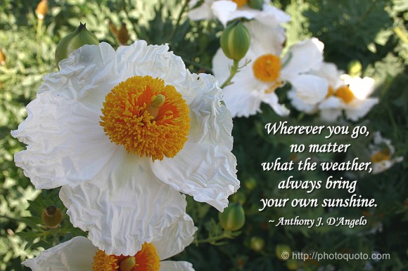 Wherever you go, no matter what the weather, always bring your own sunshine. ~ Anthony J. D'Angelo 