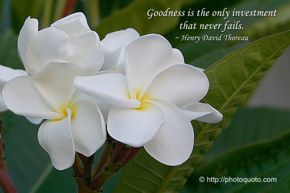 Goodness is the only investment that never fails. ~ Henry David Thoreau 