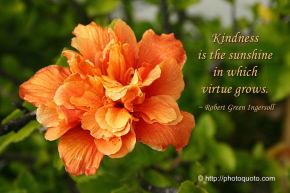 Kindness is the sunshine in which virtue grows. ~ Robert Green Ingersoll