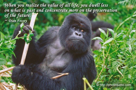When you realize the value of all life, you dwell less on what is past and concentrate more on the preservation of the future. ~ Dian Fossey  