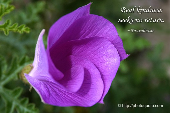 Real kindness seeks no return. ~ Tiruvalluvar