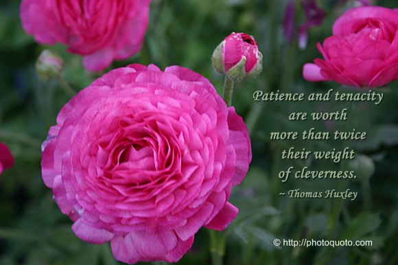 Patience and tenacity are worth more than twice their weight of cleverness. ~ Thomas Huxley 