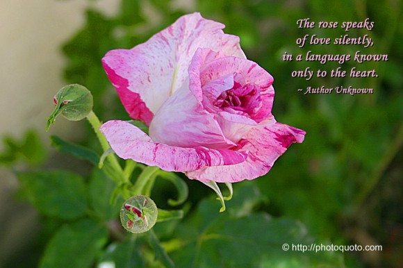 The rose speaks of love silently, in a language known only to the heart. ~ Author Unknown