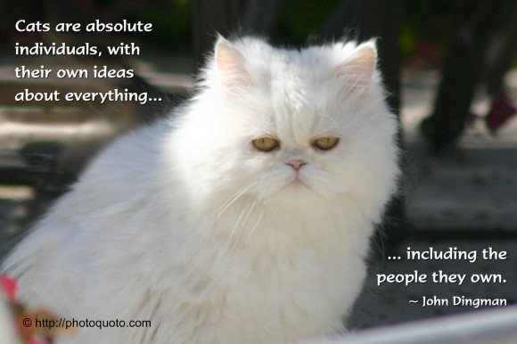 Cats are absolute individuals, with their own ideas about everything, including the people they own. ~  John Dingman