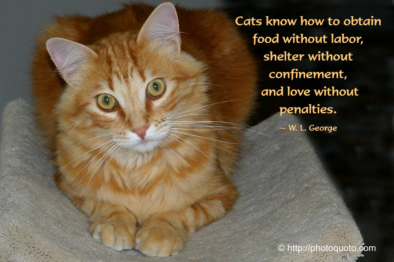 Cat Lover Quotes QuotesGram