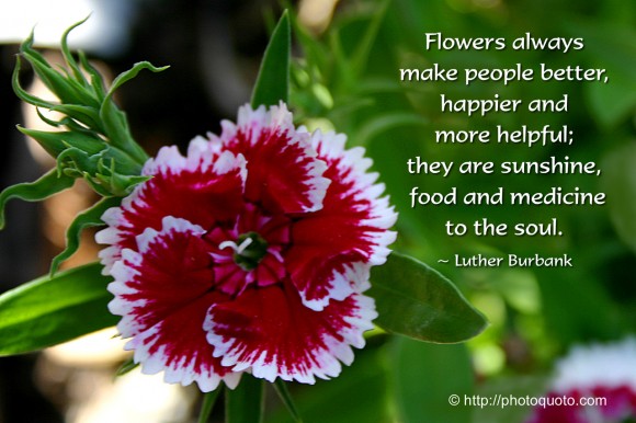 Flowers always make people better, happier and more helpful; they are sunshine, food and medicine to the soul. ~ Luther Burbank