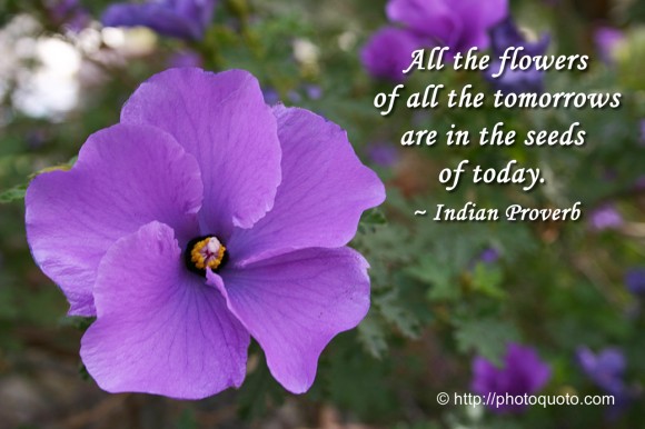 All the flowers of all the tomorrows are in the seeds of today. - Indian Proverb