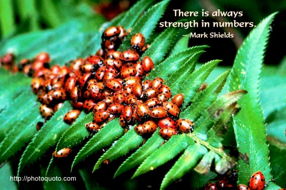 There is always strength in numbers. ~ Mark Shields