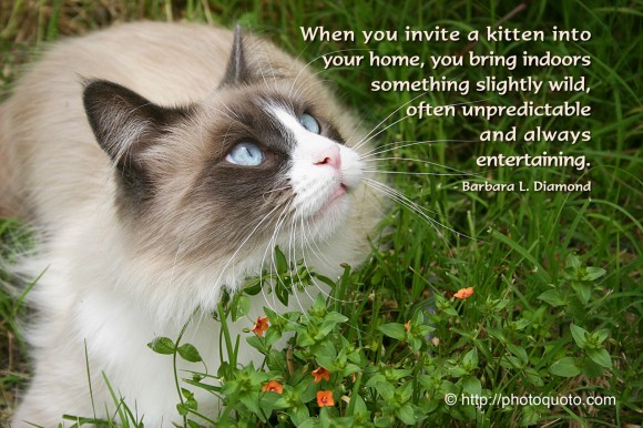 When you invite a kitten into your home, you bring indoors something slightly wild, often unpredictable and always entertaining. ~ Barbara L. Diamond